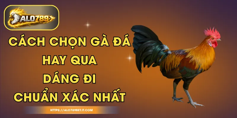 Cách Chọn Gà Đá Hay Qua Dáng Đi Chuẩn Xác Nhất