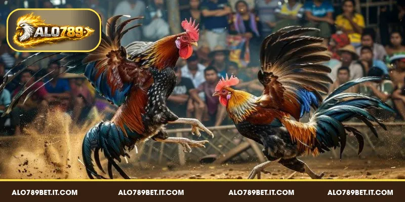 Điểm cuốn hút nổi bật của sới gà Thomo