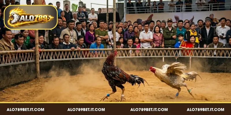 Mức độ nguy hiểm của gà chạy kiệu trong thi đấu