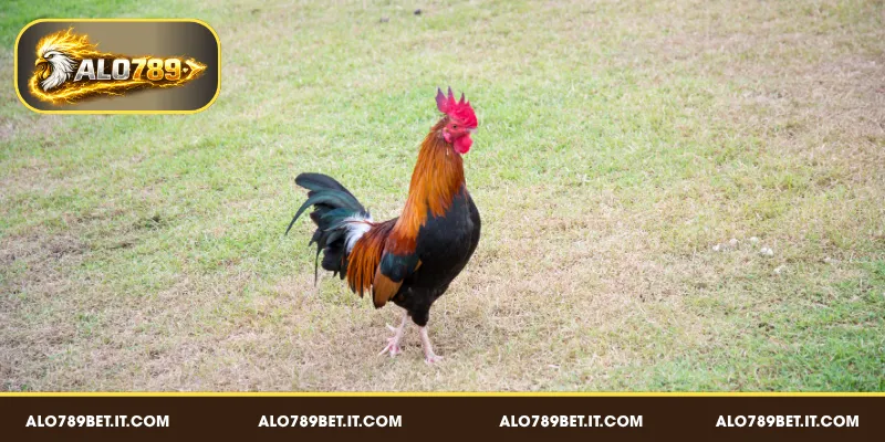 Vai trò của dáng đi trong việc đánh giá đẳng cấp gà đá